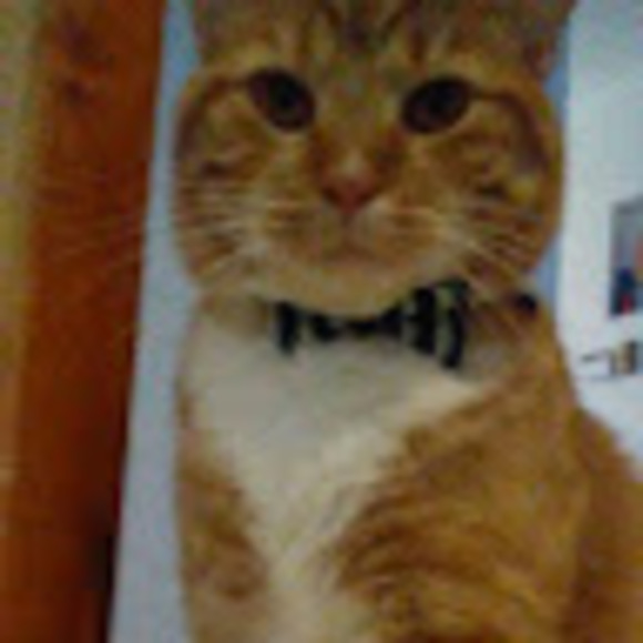 Meet your Posher, Robin - Picture 1 of 1